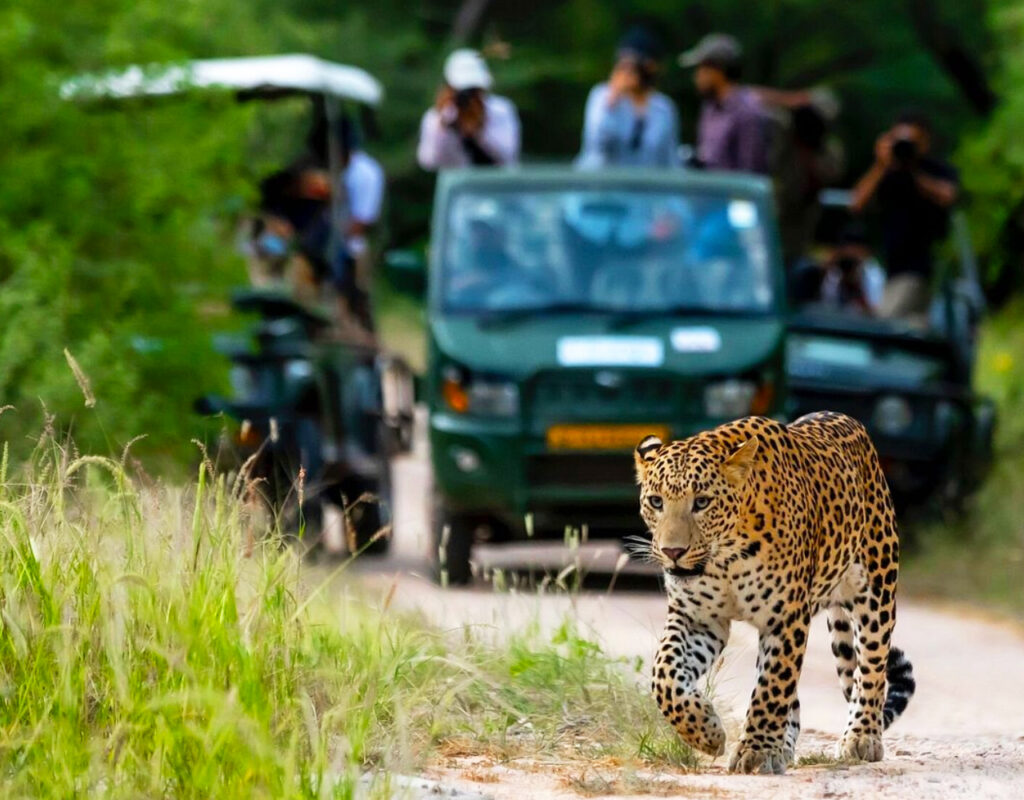 Jawai Leopard Spottings